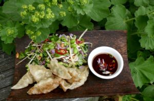prawn potsticker dumplings and asian salad